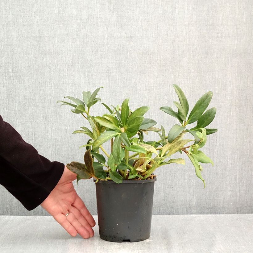 Helleborus niger - Christmas Rose 2L/3L pot sample as delivered in autumn