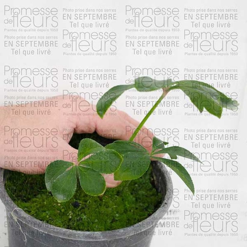 Example of Helleborus hybridus Green-flowered 2L/3L pot specimen as delivered