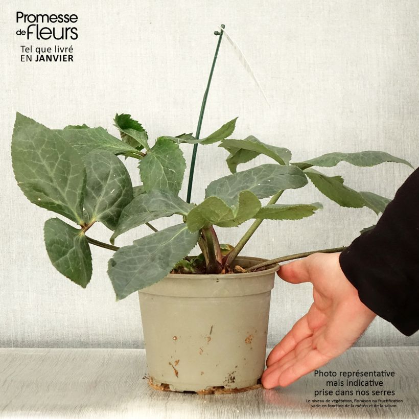 Helleborus ViV Bianca 2L/3L pot sample as delivered in winter