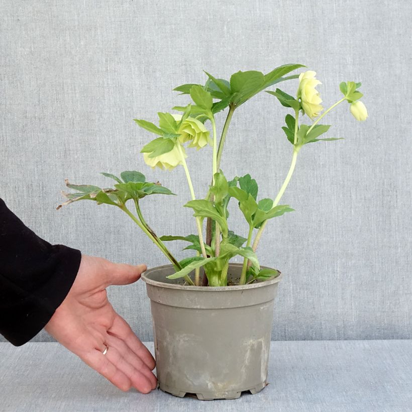 Helleborus hybridus anemone-centred yellow 2L/3L pot sample as delivered in spring