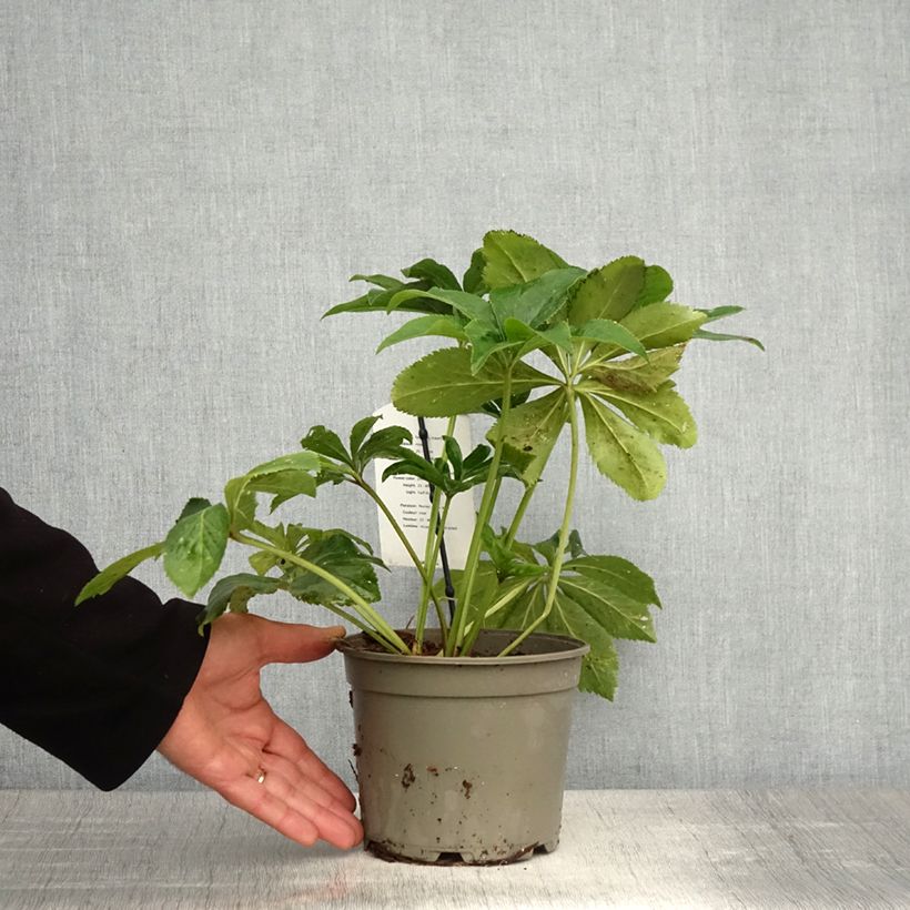 Helleborus hybridus Anemone Pink 2L/3L pot sample as delivered in spring