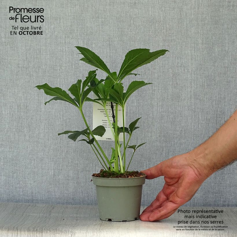 Helleborus hybridus anemone red 12cm pot sample as delivered in autumn