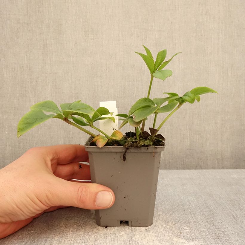 Helleborus Aubergine 8/9 cm pot sample as delivered in winter