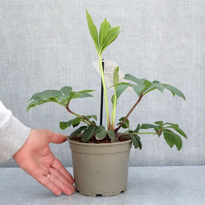 Helleborus hybridus white spotted 2L/3L pot sample as delivered in spring