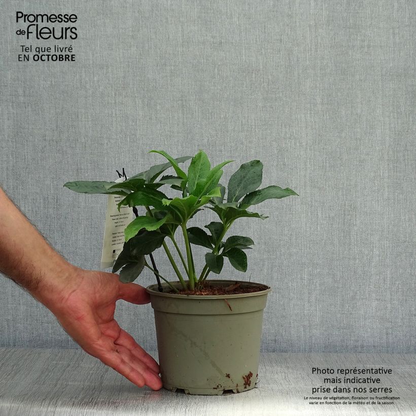 Helleborus hybridus Double White Spotted 2L/3L pot sample as delivered in autumn