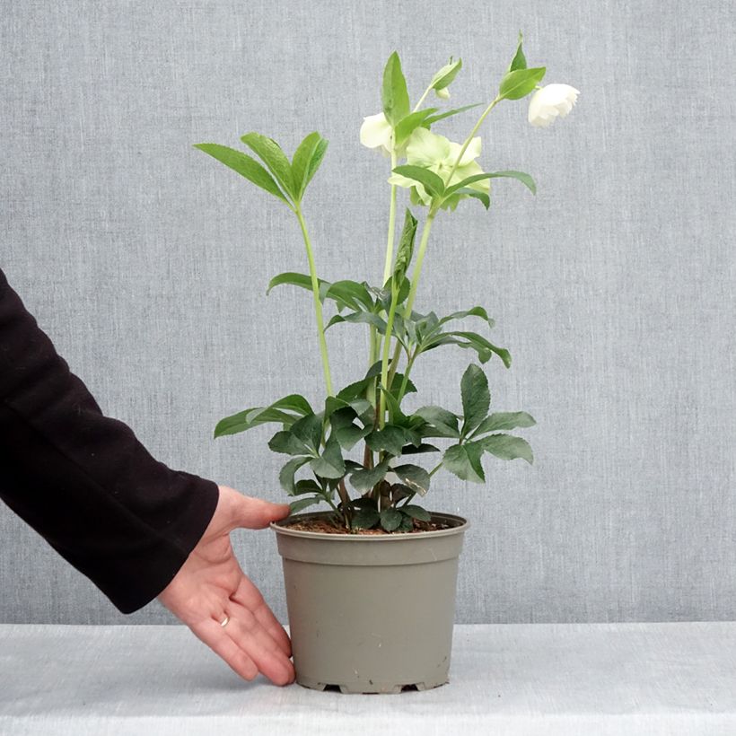 Helleborus hybridus Double White 2L/3L pot sample as delivered in spring