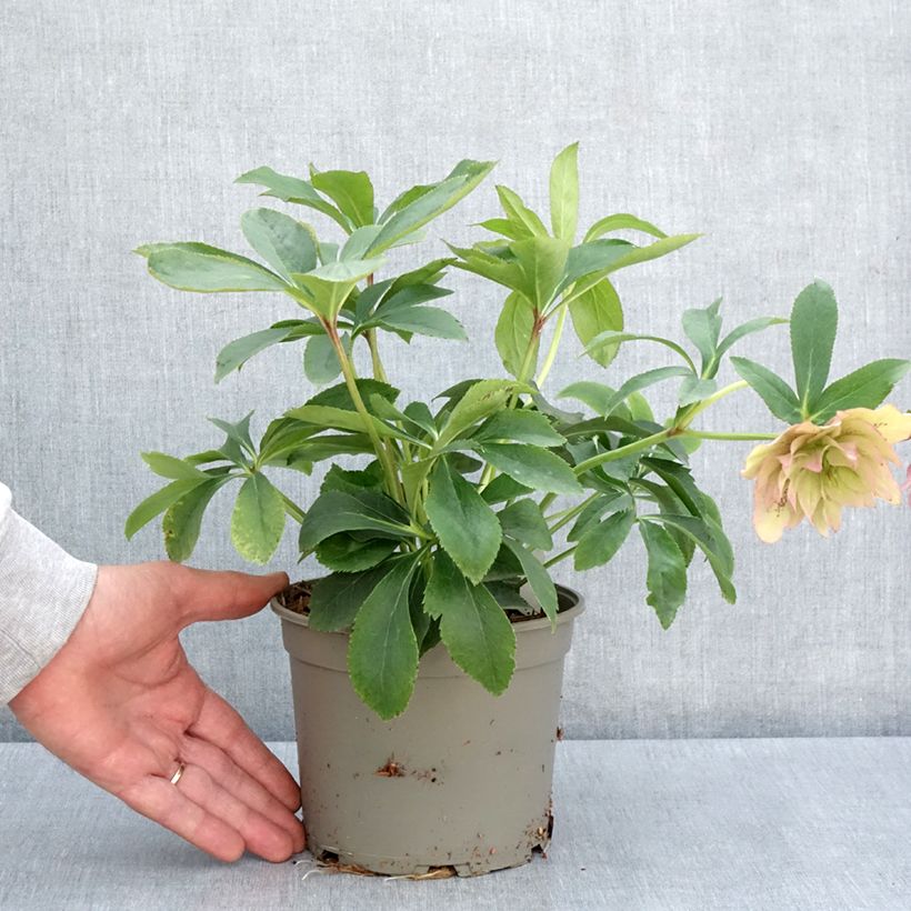 Helleborus hybridus Double Pink 2L/3L pot sample as delivered in spring