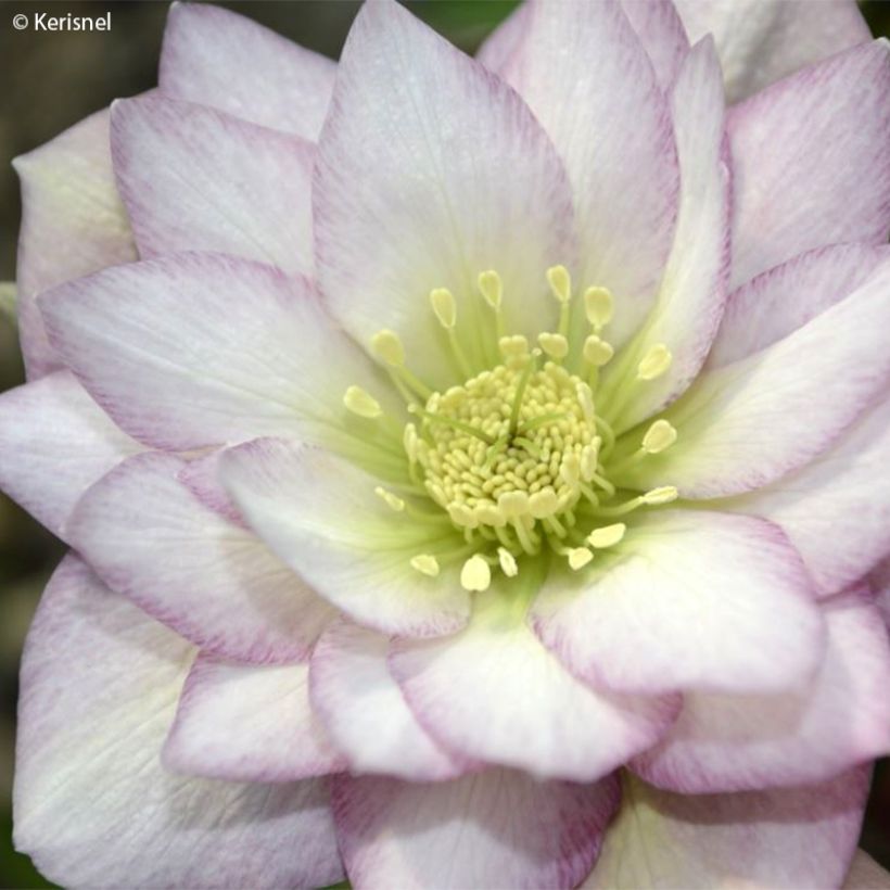 Helleborus hybridus Double Pink (Flowering)