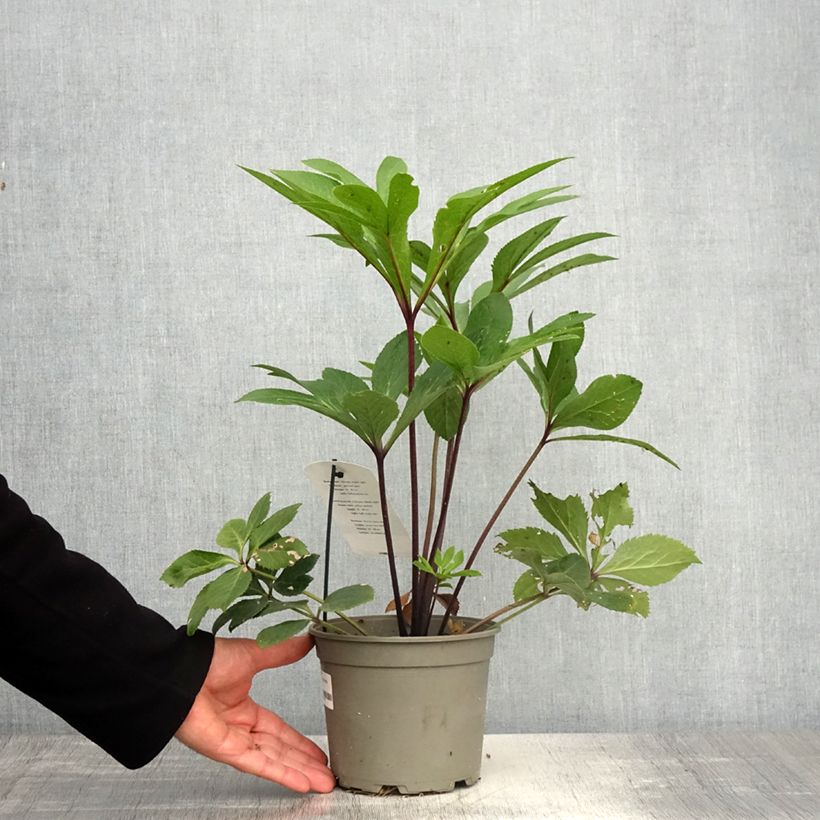 Helleborus hybridus Yellow Spotted 2L/3L pot sample as delivered in spring