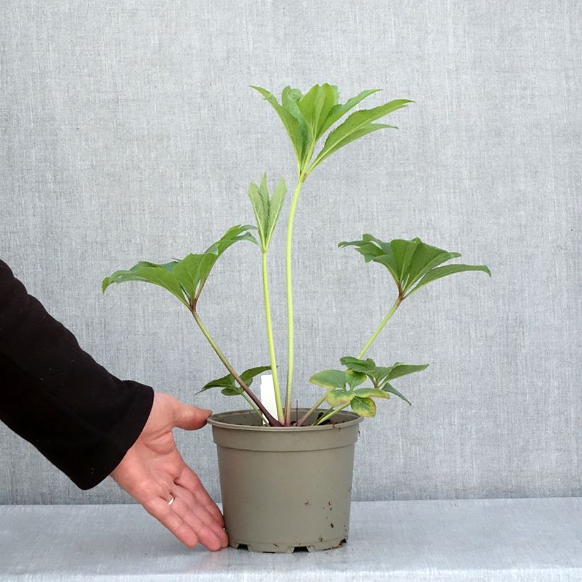 Helleborus hybridus Yellow 2L/3L pot sample as delivered in spring