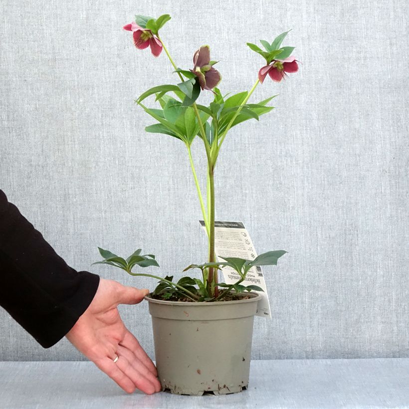 Helleborus Magic Aubergine 2L/3L pot sample as delivered in spring