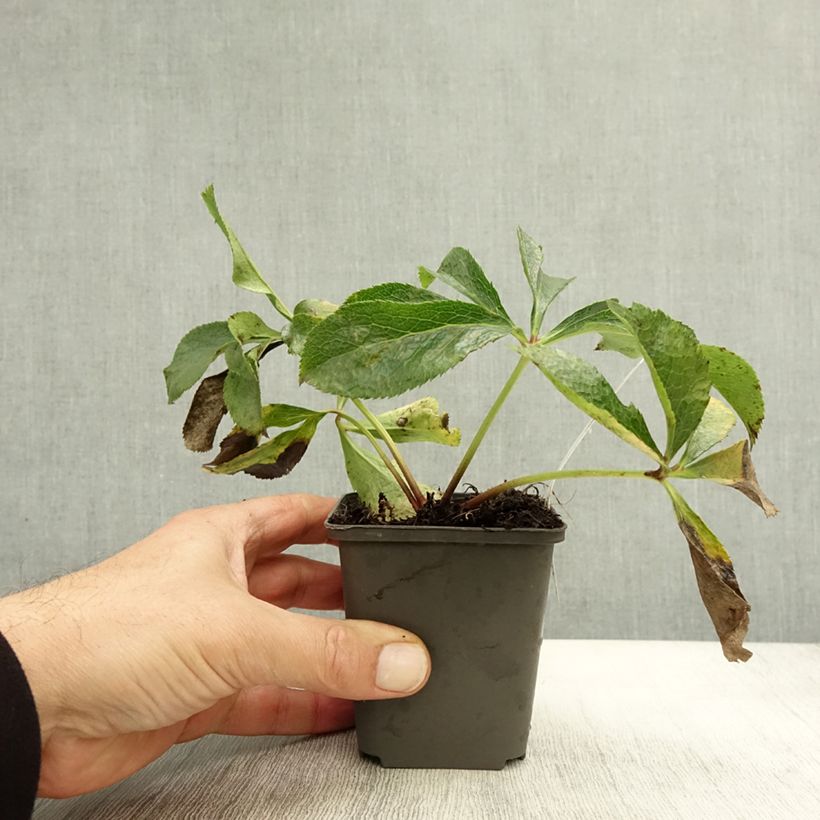 Helleborus x hybridus Mix - Hellebore sample as delivered in autumn
