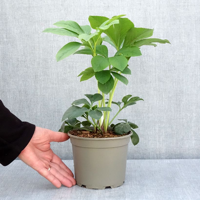 Helleborus hybridus Peach with Red Centre 2L/3L pot sample as delivered in spring