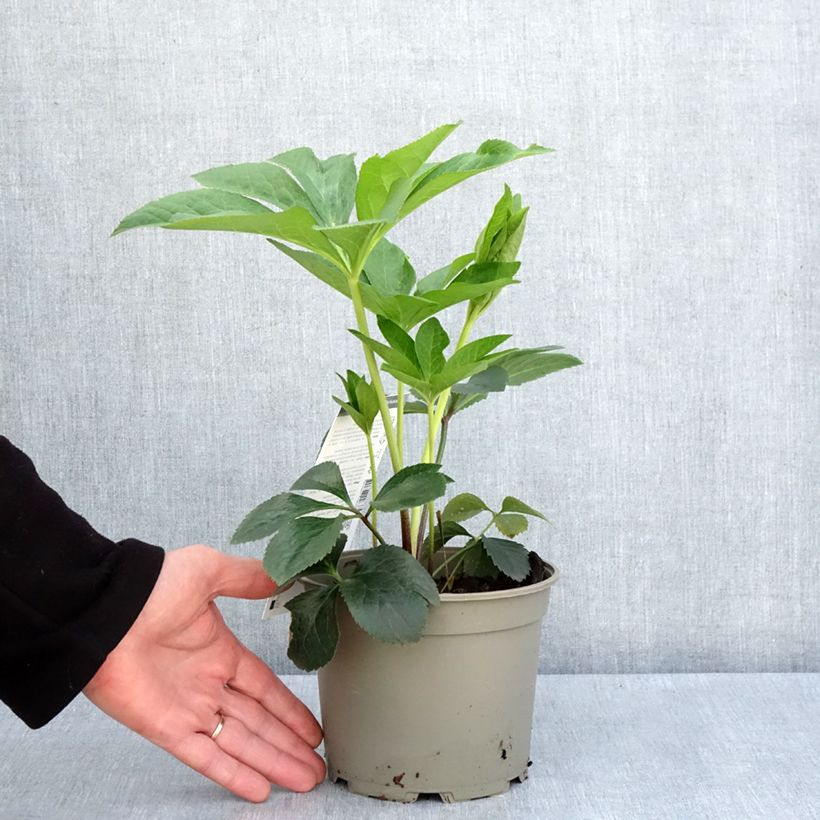 Helleborus orientalis Picotee 2L/3L pot sample as delivered in spring