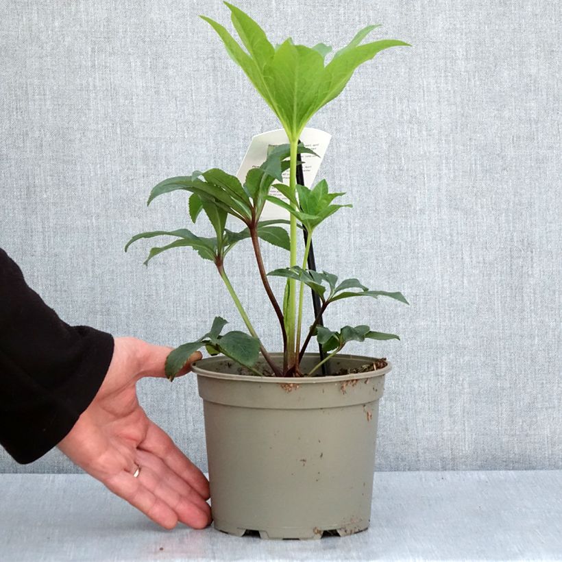 Helleborus hybridus pink green centre 2L/3L pot sample as delivered in spring