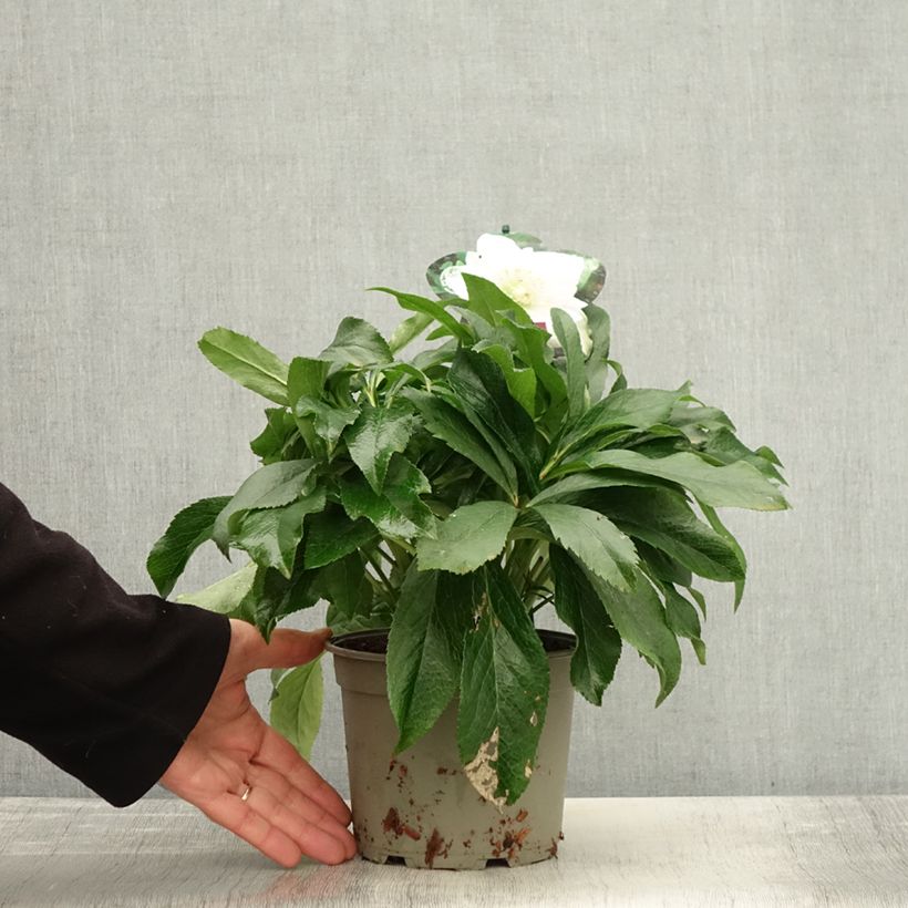 Helleborus hybridus ViV Amalia 2L/3L pot sample as delivered in autumn