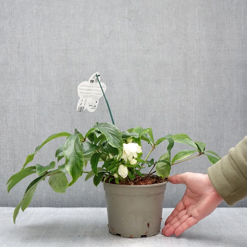 Helleborus hybridus ViV Amalia 2L/3L pot sample as delivered in winter