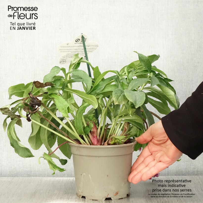 Helleborus hybridus ViV Ariana 2L/3L pot sample as delivered in winter
