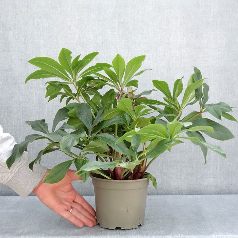 Helleborus hybridus ViV Carlotta 2L/3L pot sample as delivered in spring