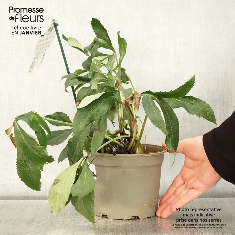 Helleborus hybridus ViV Elena 2L/3L pot sample as delivered in winter