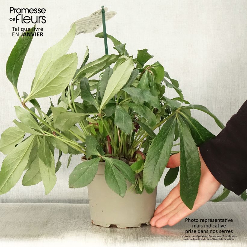 Helleborus hybridus ViV Elsa 2L/3L pot sample as delivered in winter