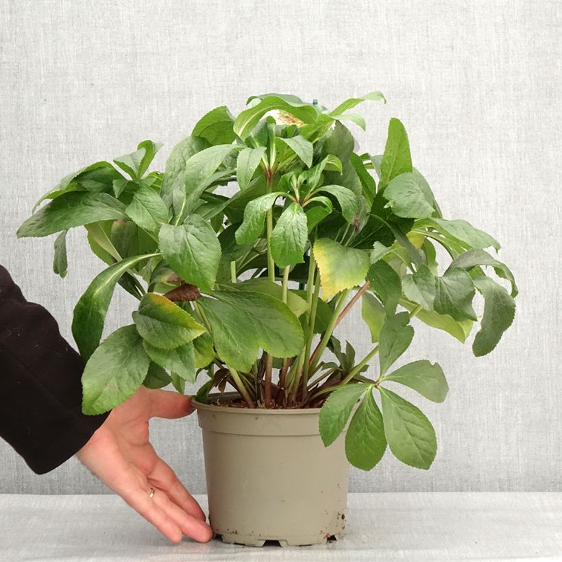 Helleborus hybridus ViV Lucrezia 2L/3L pot sample as delivered in winter