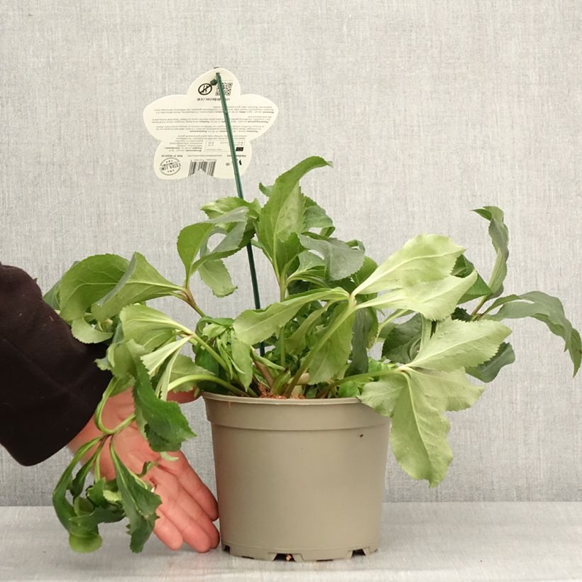 Helleborus hybridus ViV Micaela 2L/3L pot sample as delivered in winter