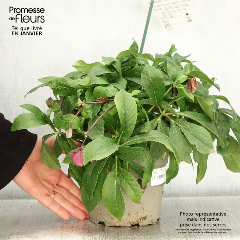 Helleborus hybridus ViV Patrizia 2L/3L pot sample as delivered in winter