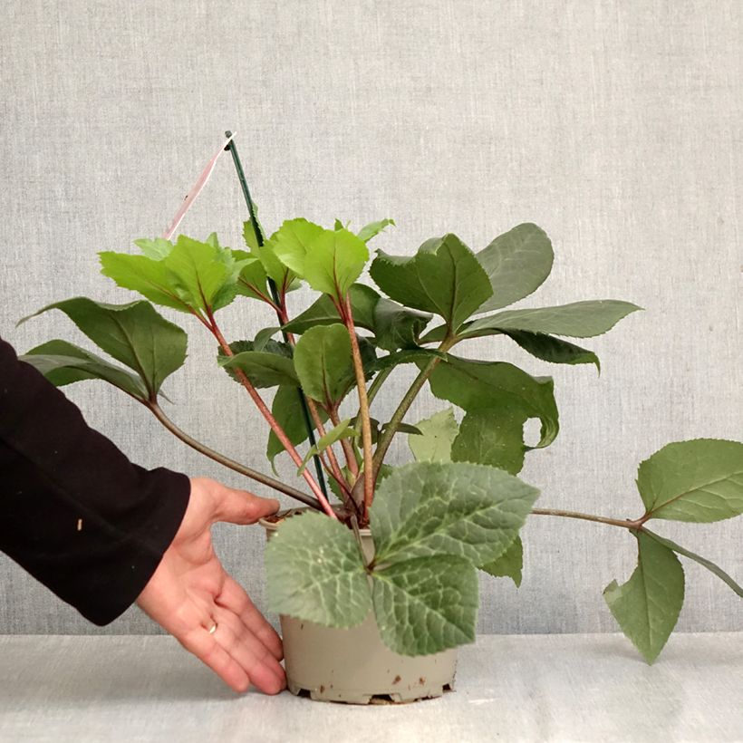 Helleborus hybridus (orientalis) ViV 'Scarletta' 1L/1.5L pot sample as delivered in autumn