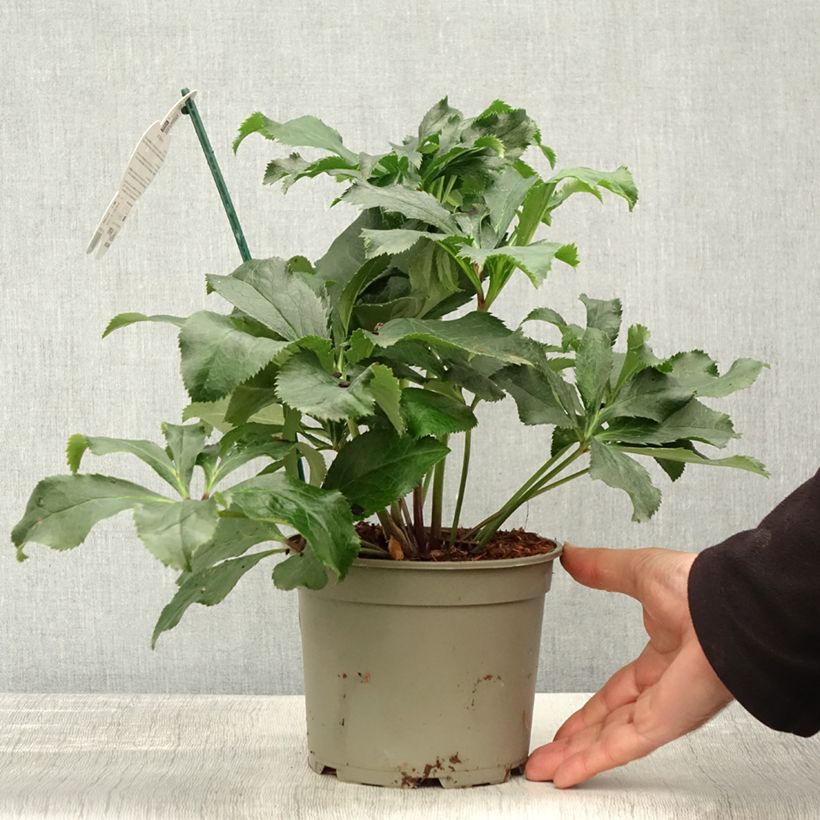 Helleborus hybridus ViV Stefania 2L/3L pot sample as delivered in autumn