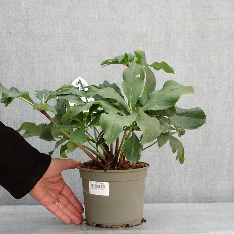 Helleborus hybridus ViV Stefania 2L/3L pot sample as delivered in winter