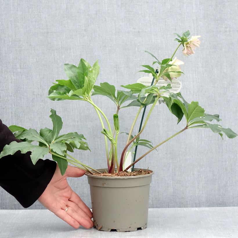 Helleborus hybridus ViV Suzanna 2L/3L pot sample as delivered in spring