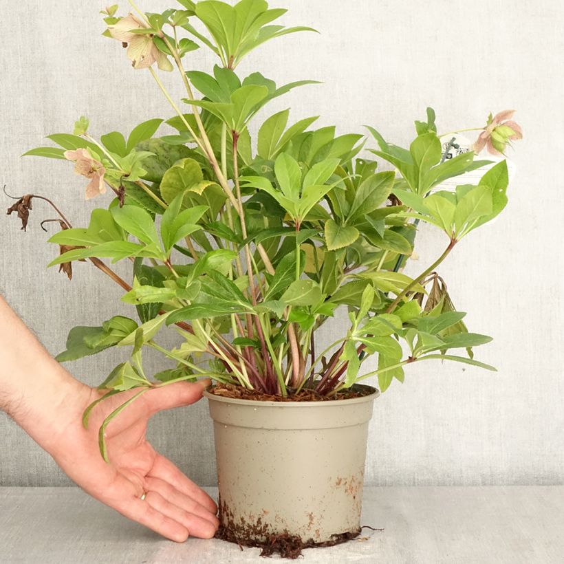 Helleborus hybridus ViV Teodora 2L/3L pot sample as delivered in spring