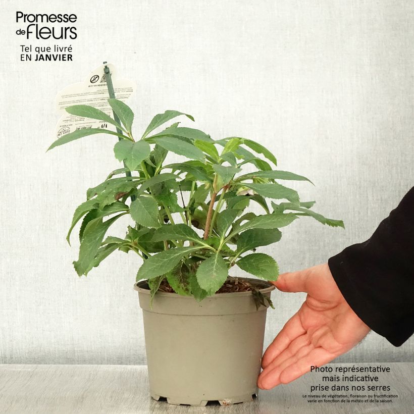Helleborus hybridus ViV Teresa 2L/3L pot sample as delivered in winter