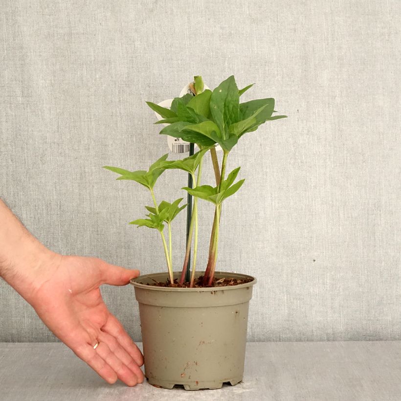 Helleborus hybridus ViV Valentina 2L/3L pot sample as delivered in spring