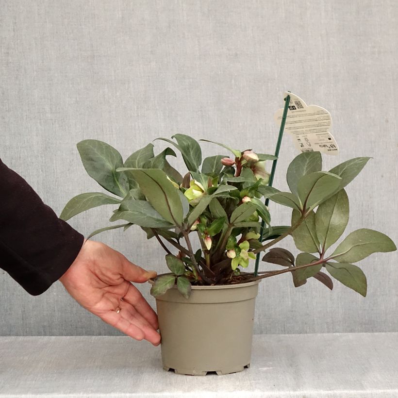 Helleborus hybridus (orientalis) ViV 'Valeria' 1L/1.5L pot sample as delivered in autumn