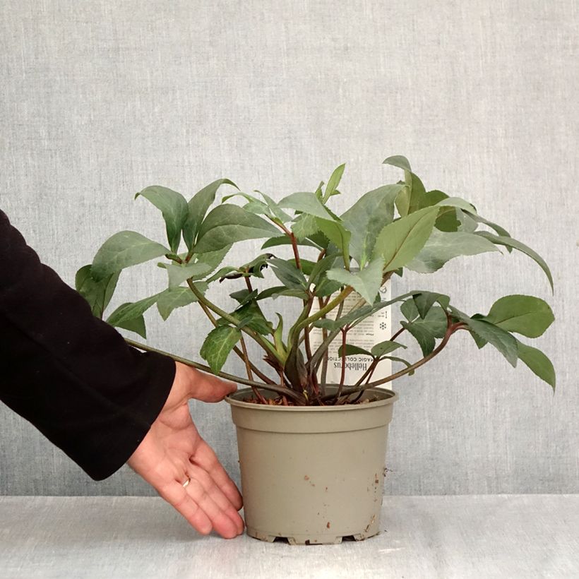 Helleborus hybridus (orientalis) ViV 'Wanda' 1L/1.5L pot sample as delivered in autumn