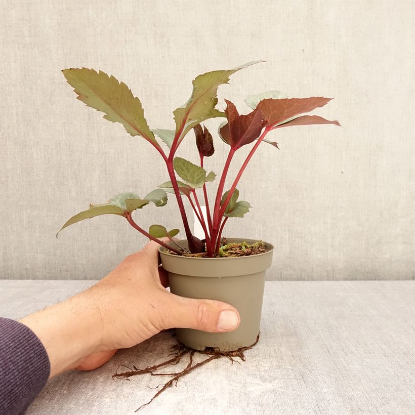 Helleborus sternii Flame 12cm pot sample as delivered in spring