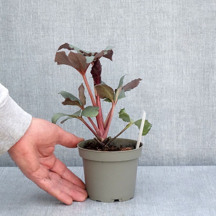 Helleborus sternii Grey Star - Sterns Hellebore 1L/1.5L pot sample as delivered in spring