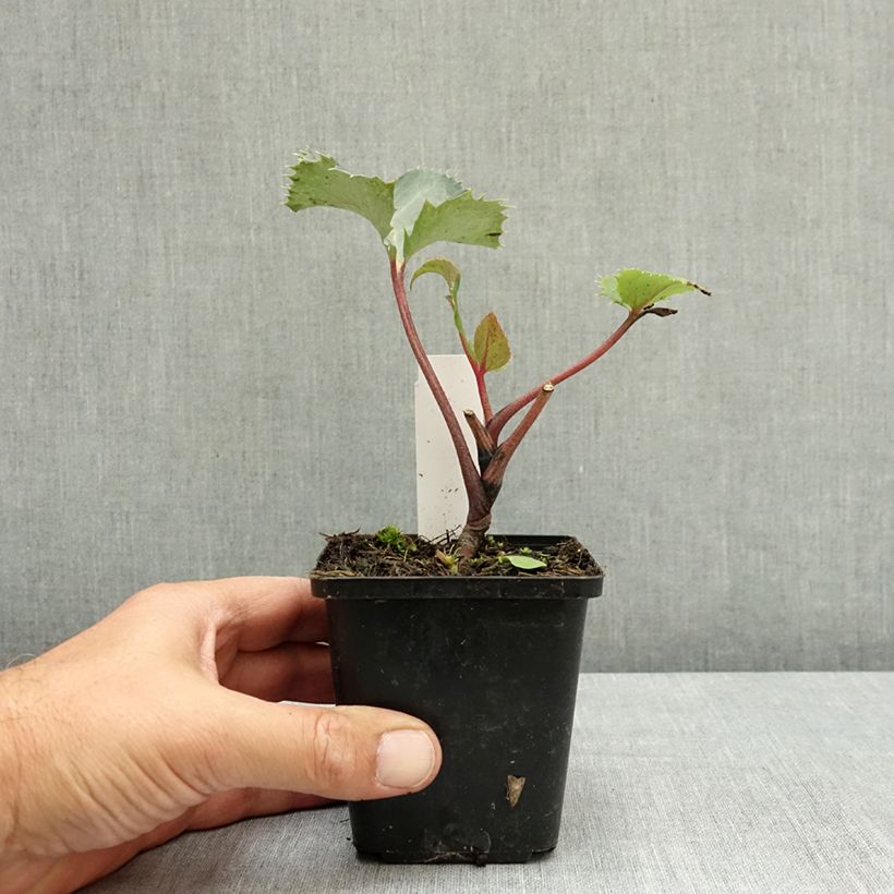 Helleborus sternii - Evergreen Helleborus 8/9 cm pot sample as delivered in summer