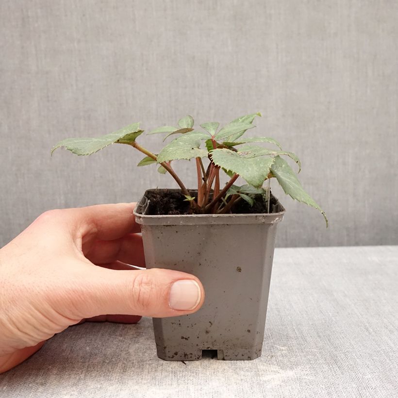 Helleborus sternii - Evergreen Helleborus 8/9 cm pot sample as delivered in winter