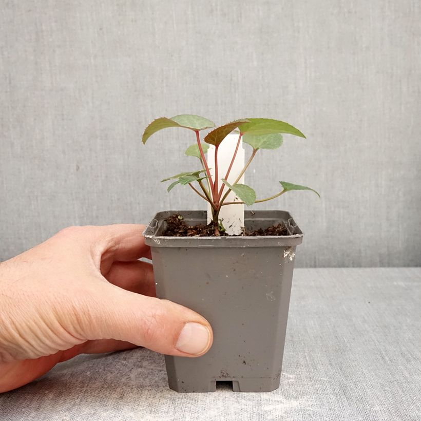 Helleborus sternii - Evergreen Helleborus 8/9 cm pot sample as delivered in spring