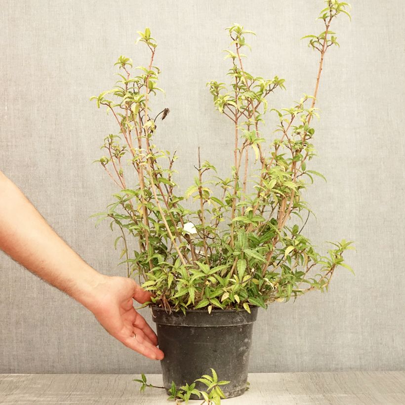 Helwingia himalaica 3L/4L pot sample as delivered in summer