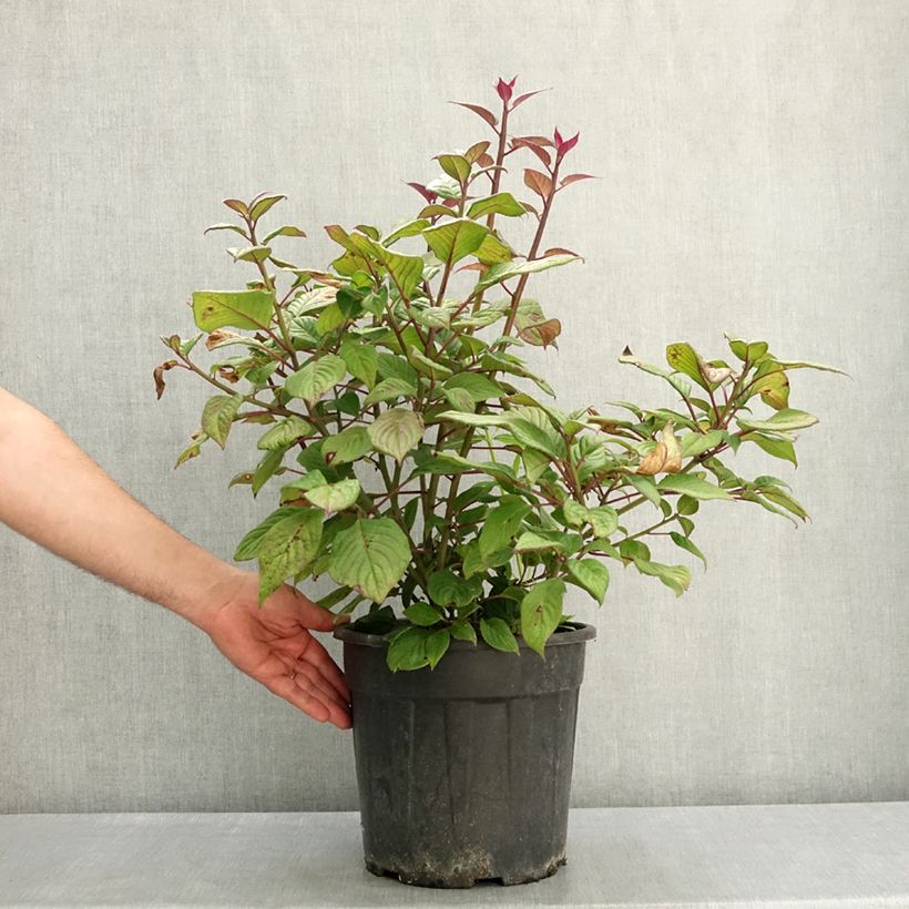 Helwingia japonica - Japanese helwingia 7.5L/10L pot sample as delivered in spring