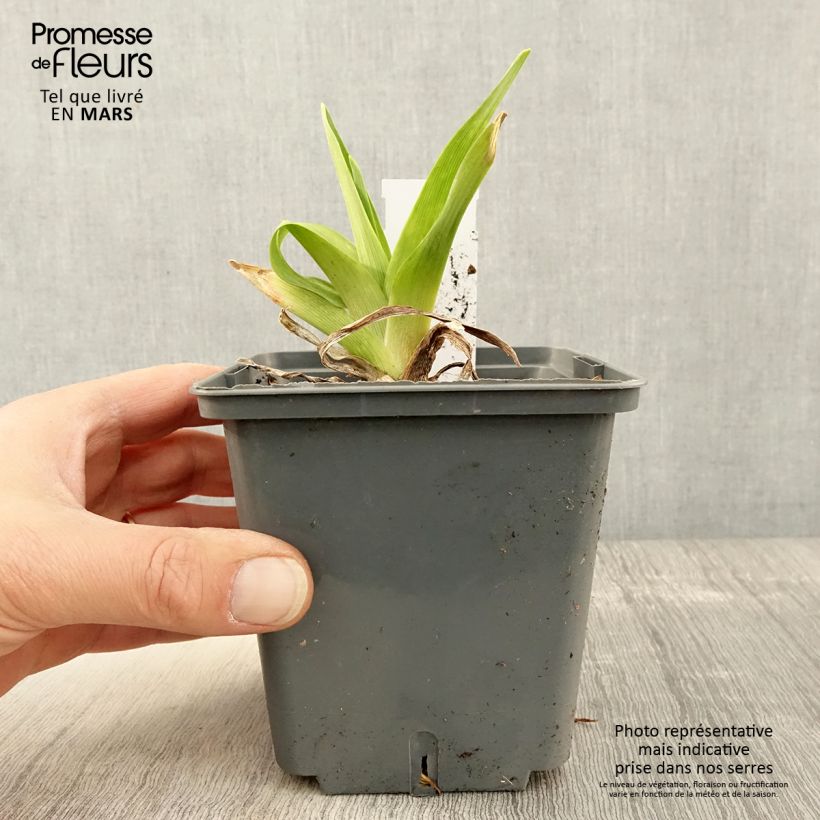 Hemerocallis Alaqua - Daylily 1L/1.5L pot sample as delivered in spring