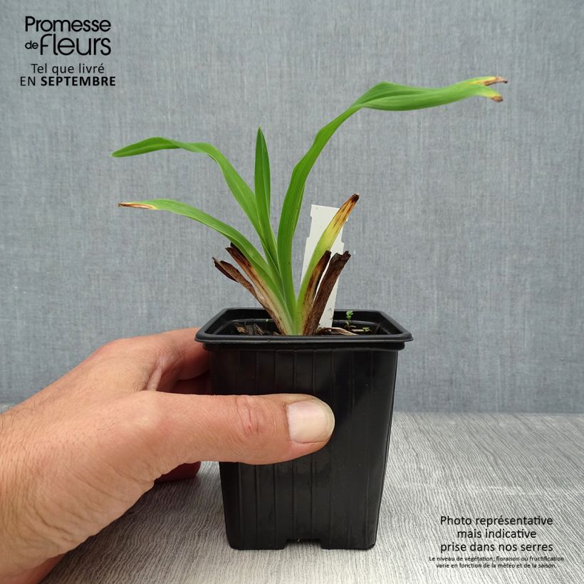 Hemerocallis American Revolution - Daylily 8/9 cm pot sample as delivered in autumn
