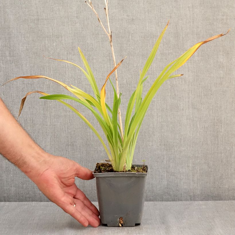 Hemerocallis Amerstone Amethyst Jewel - Daylily 1L/1.5L pot sample as delivered in summer