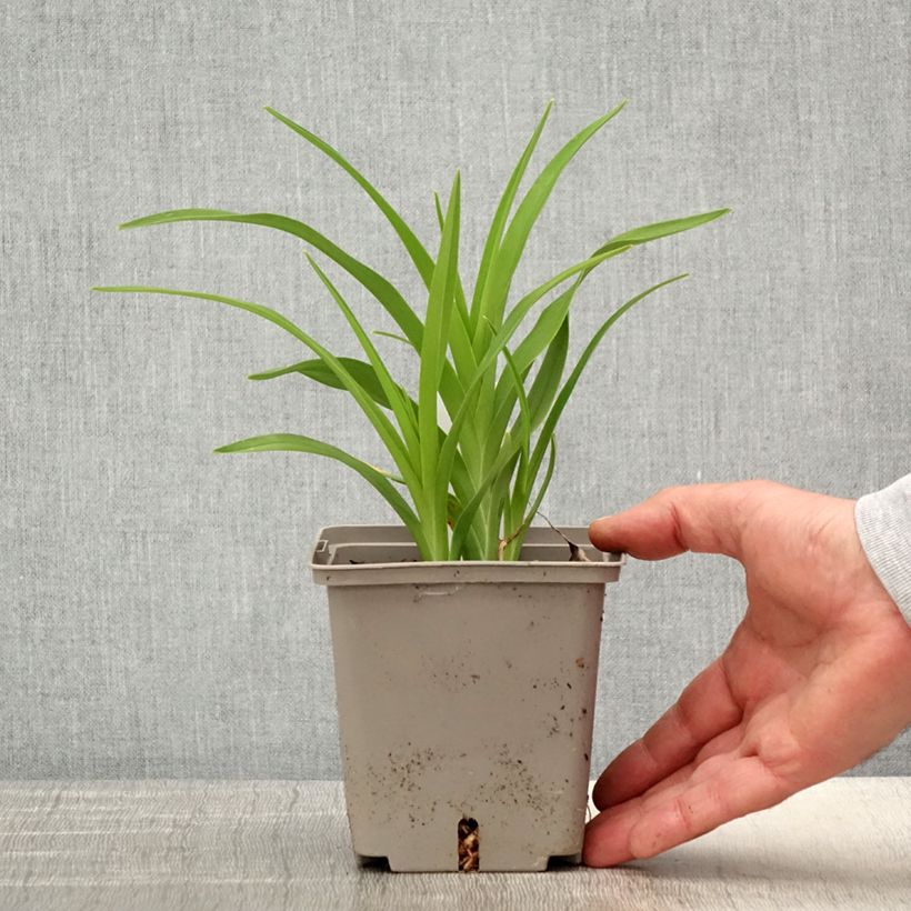 Hemerocallis Amerstone Amethyst Jewel - Daylily 1L/1.5L pot sample as delivered in spring