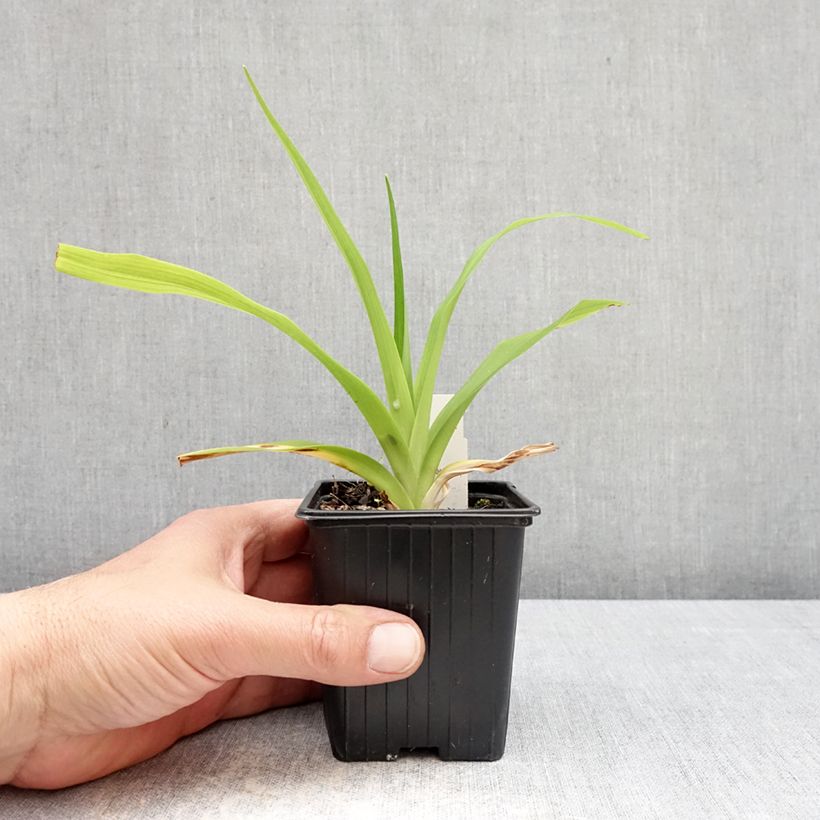 Hemerocallis Apricot Beauty - Daylily 8/9 cm pot sample as delivered in spring