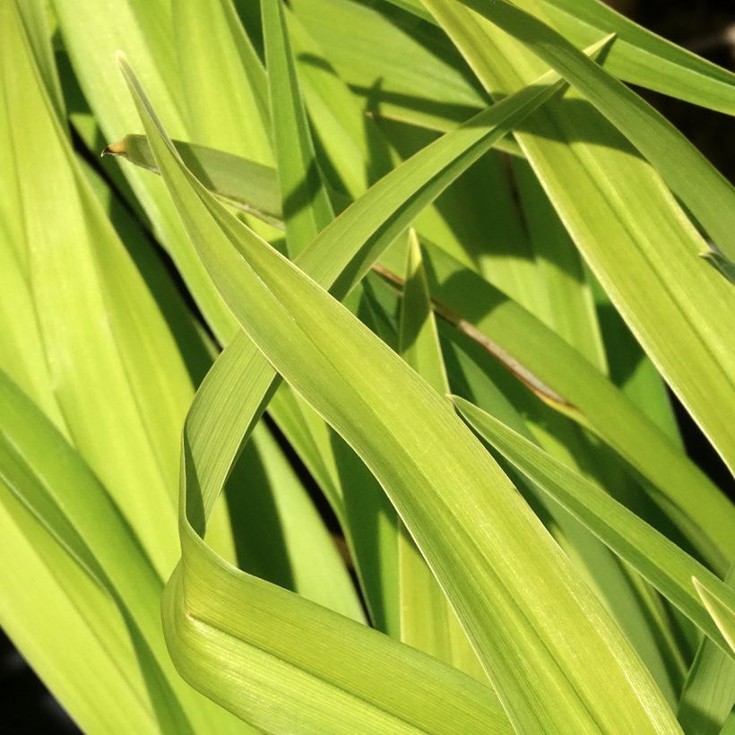 Hemerocallis Bakabana - Daylily (Foliage)